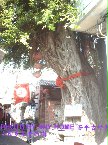 安平延平街300年老榕樹